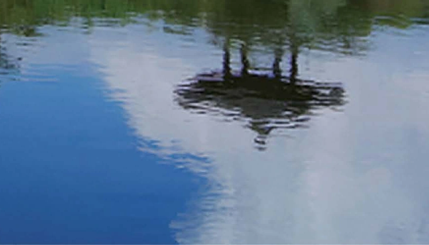 발효건강식품